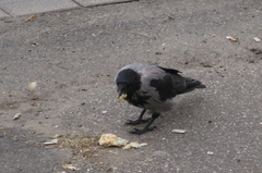 Corvus cornix