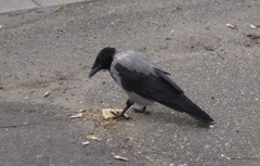 Corvus cornix