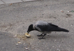 Corvus cornix