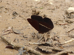 Lymanopoda albocincta