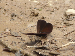 Lymanopoda albocincta
