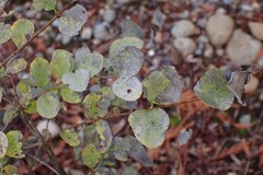 Erysiphe symphoricarpi