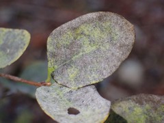 Erysiphe symphoricarpi