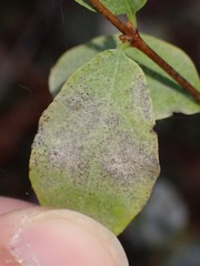 Erysiphe symphoricarpi