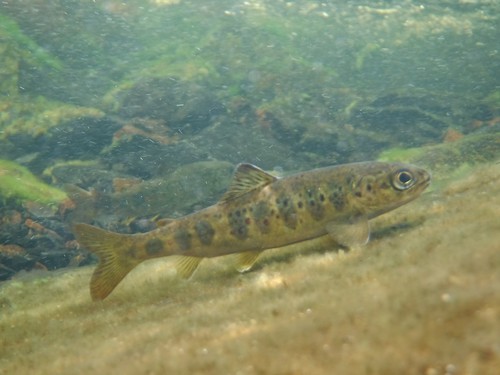 Atlantic Salmon