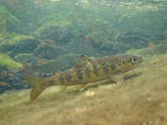 Salmon photo 3