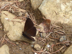 Lymanopoda albocincta