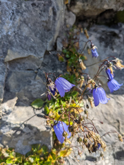 Fairy's Thimble (Campanula cochleariifolia)