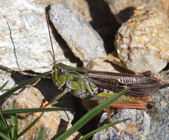 Stenobothrus rubicundulus