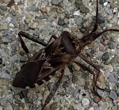 Leptoglossus clypealis