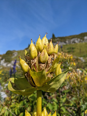 Gentiana lutea lutea