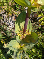 Gentiana lutea lutea