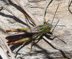 Stenobothrus rubicundulus