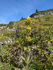 Gentiana lutea lutea