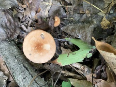 Fungi