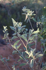 Crotalaria cunninghamii