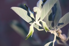 Crotalaria cunninghamii