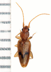 Telephanus