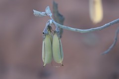 Crotalaria cunninghamii