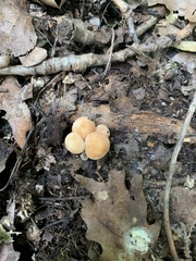 Fungi
