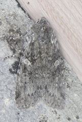 Lithophane laticinerea