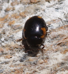 Ceratomegilla alpina