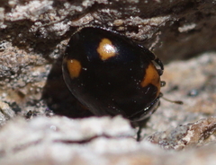 Ceratomegilla alpina