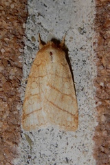 Pyreferra hesperidago