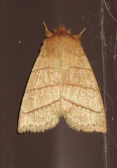 Pyreferra citrombra