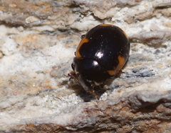 Ceratomegilla alpina