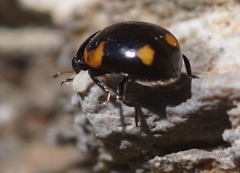 Ceratomegilla alpina