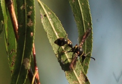 Eumenes consobrinus