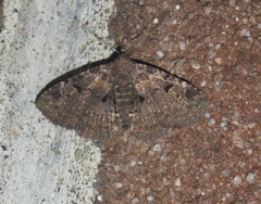 Metalectra quadrisignata