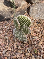 Opuntia microdasys
