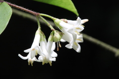 Ligustrum leucanthum