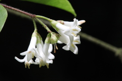 Ligustrum leucanthum