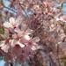 Rosebud Cherry - Photo (c) Wally Gobetz, some rights reserved (CC BY-NC-ND)