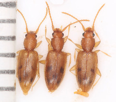 Telephanus