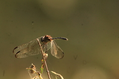 Dythemis velox