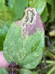 Calycomyza menthae