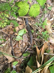 Coluber constrictor anthicus