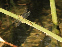 Erpetogomphus crotalinus