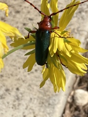 Stenaspis verticalis