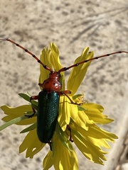 Stenaspis verticalis