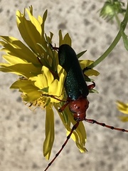 Stenaspis verticalis