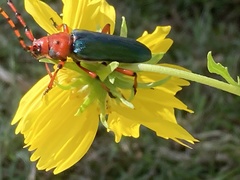 Stenaspis verticalis