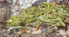 Gentiana clusii