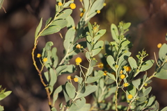 Acacia bivenosa