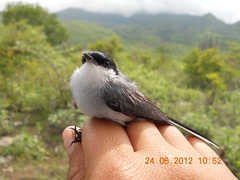 Polioptila albiloris