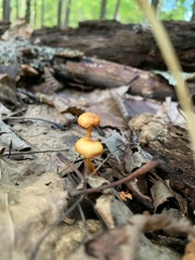 Fungi